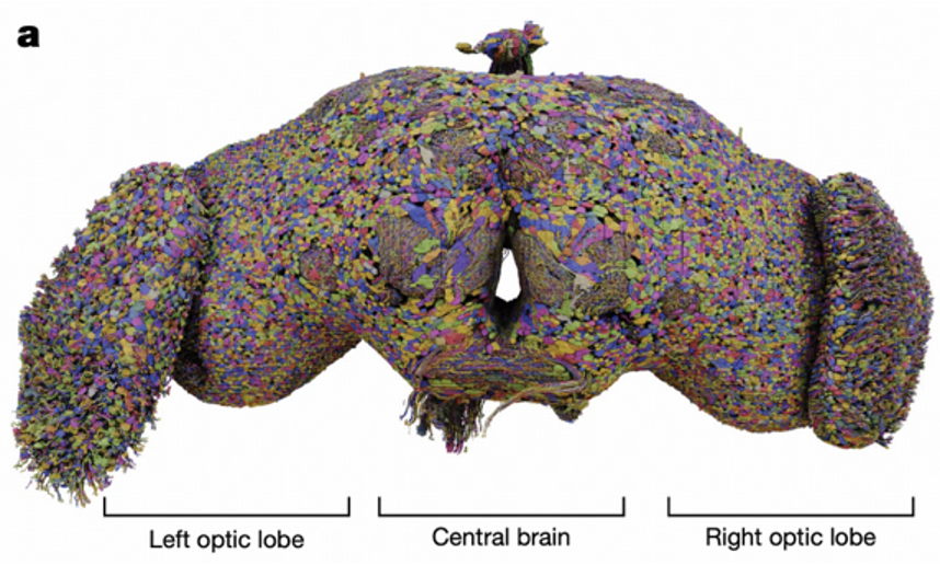 Drosophila Connectome