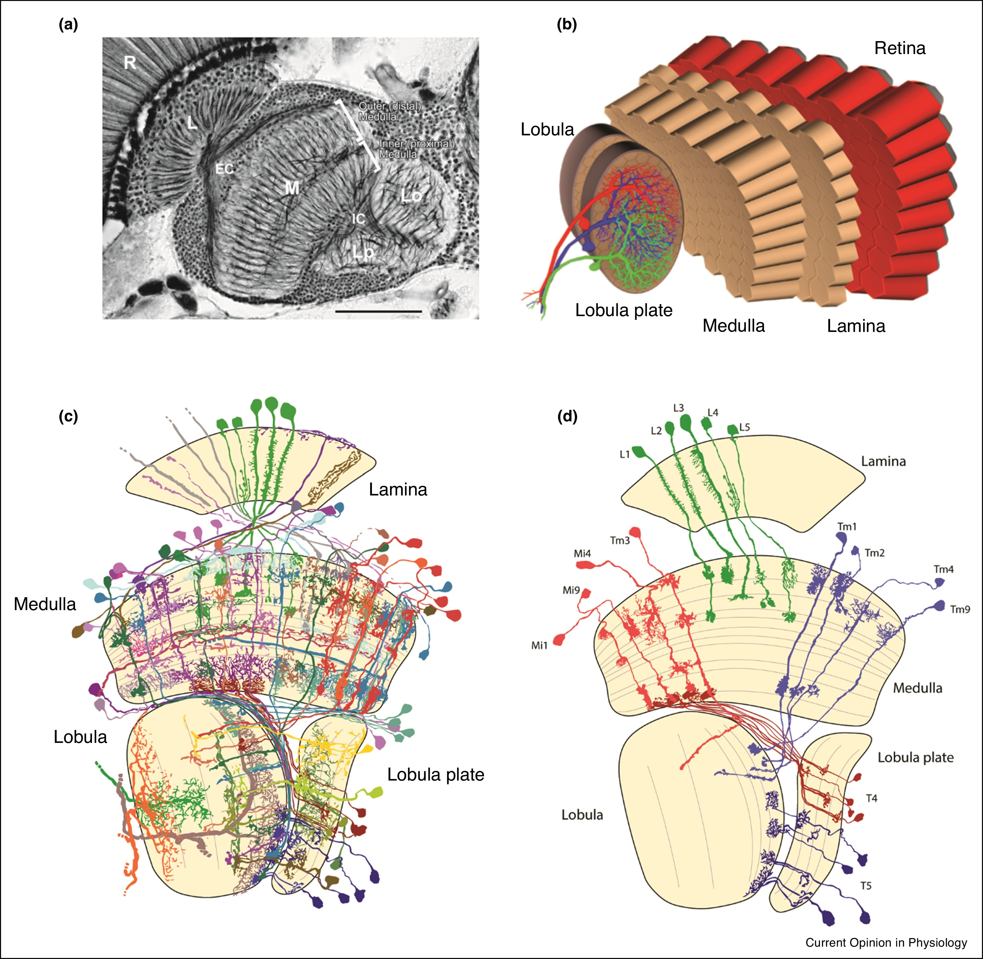 Drosophila Visual System