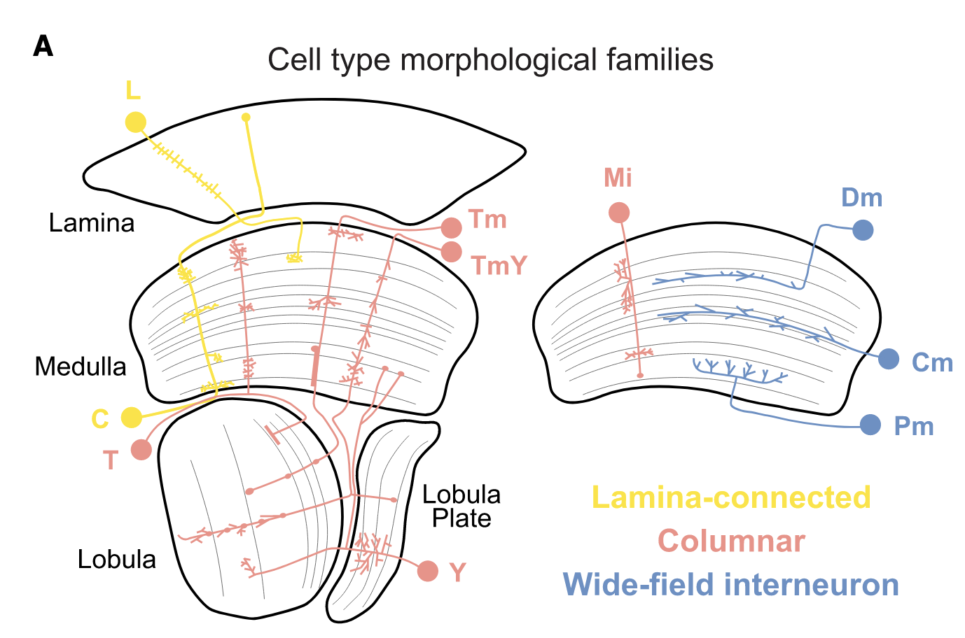 Medulla Cell Types