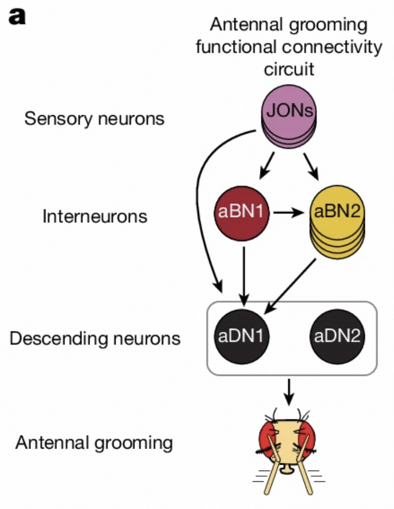 Antennal Grooming Circuit
