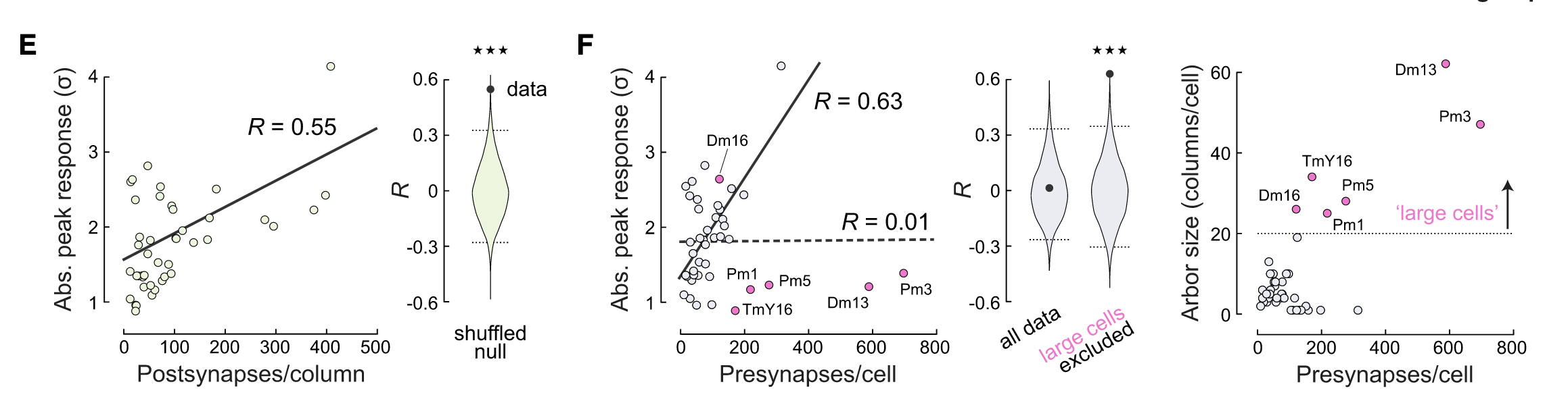 Synaptic Density and Response Strength