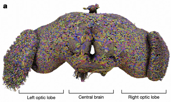 Drosophila Connectome