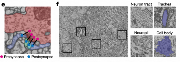 Whole-Brain Connectome Construction