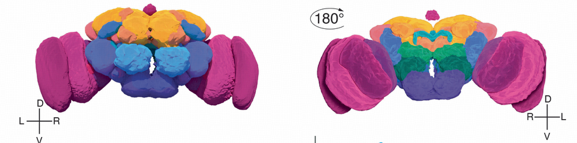 Detailed Whole-Brain Connectome Construction