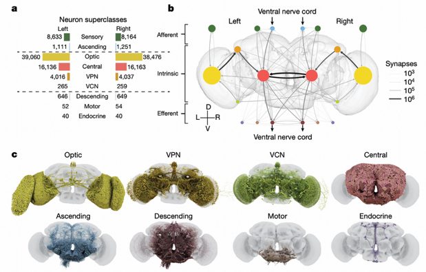 Neuronal Classification