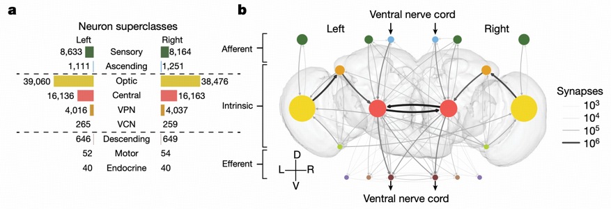 Detailed Neuronal Classification Analysis