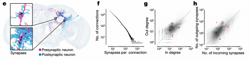 Synaptic Connection Analysis