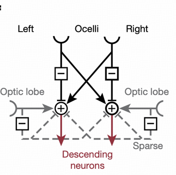 Ocellar Circuit Analysis